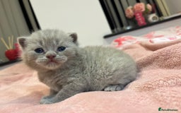 Brazilian Shorthair cats for sale: Pedigree British Shorthair Kittens Golden & Lilac - Image 12