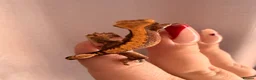 Gecko reptiles for sale: Crested Gecko Babies - Advert 12
