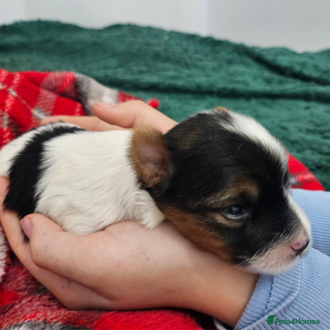 Yorkshire Terrier dogs for sale: Two beautiful Yorkshire Terrier (Biewer) puppies - Advert 24