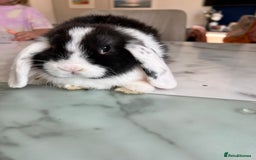 Mini Lop rabbits for sale: Beautiful mini lop rabbits - Image 11