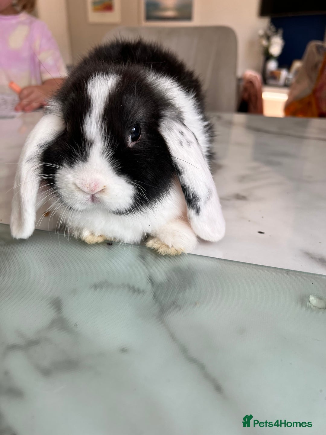 Mini Lop rabbits for sale: Beautiful mini lop rabbits - Image 11