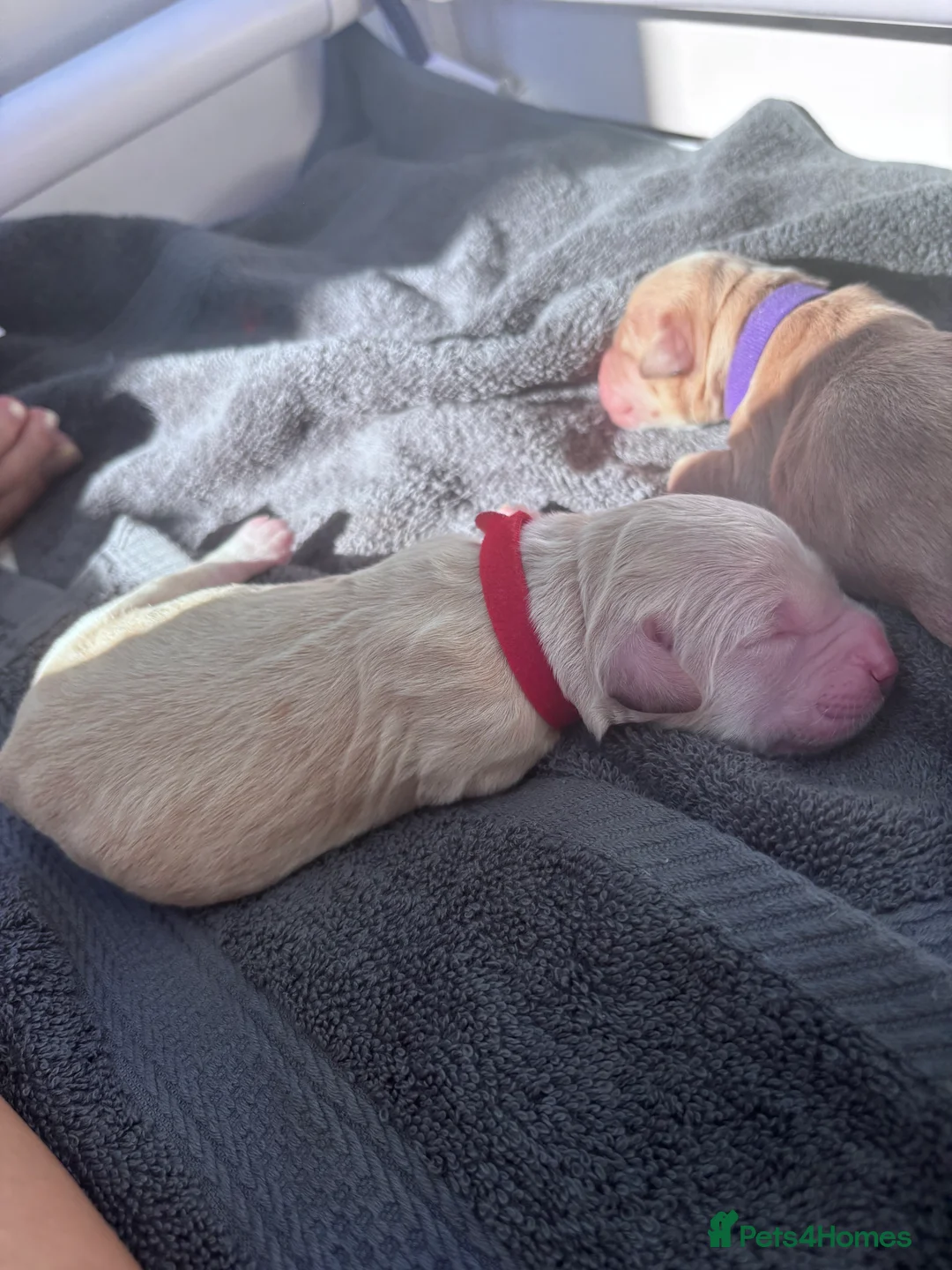 Mixed Breed dogs for sale: Gorgeous Ultimate Doodles - Advert 13