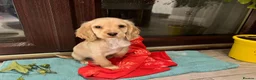 Cocker Spaniel dogs for sale: 8/9 month old male cocker spaniel puppy (Buddy) - Advert 12
