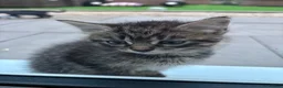 Bengal cats for sale: Bengal , tabby kittens  in Ilford - Advert 12