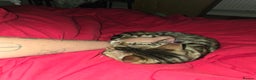 Bengal cats for sale: Bengal female (open to offers) - Advert 8