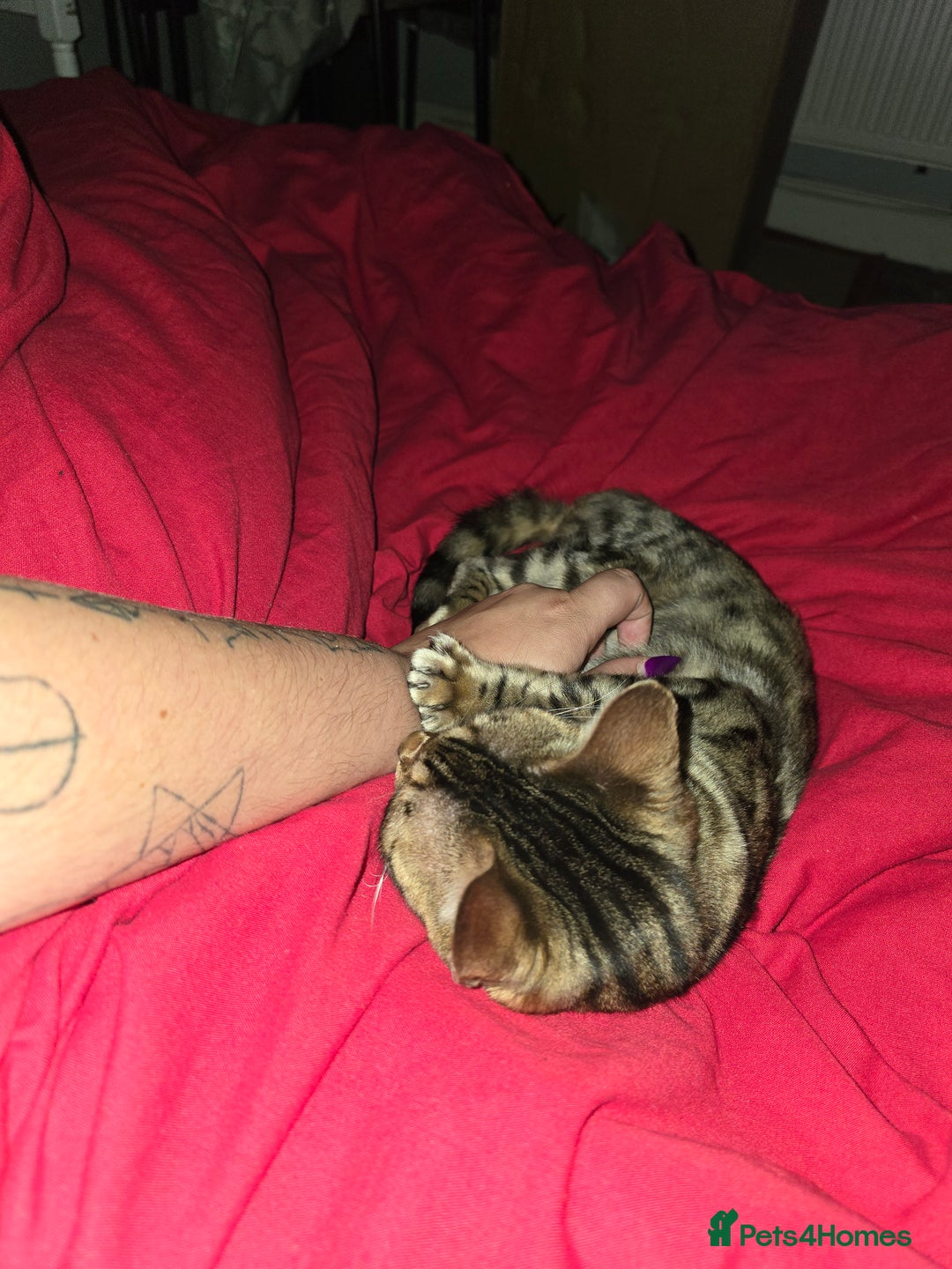 Bengal cats for sale: Bengal female (open to offers) - Advert 8