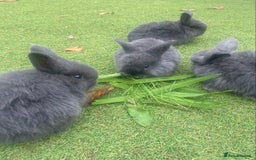 Mini Lop rabbits for sale: Beautiful mini lop bunnies 😍🐰 - Image 1