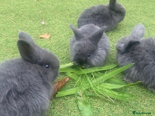 Mini Lop rabbits - Advert 34