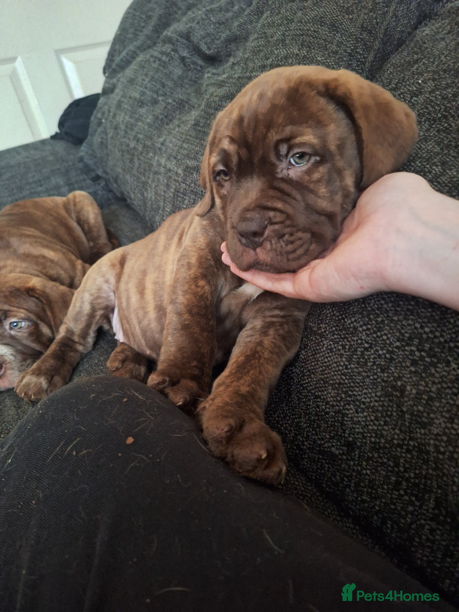 Mixed Breed dogs Dogue de bordeaux cross old time english bulldog - Advert 18