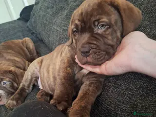 Mixed Breed dogs Dogue de bordeaux cross old time english bulldog - Advert 18