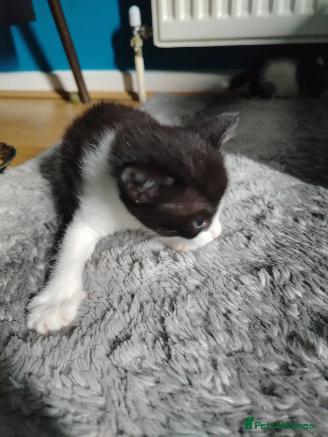 Mixed Breed cats for sale: 4 kitten looking for lovely home  - Advert 21
