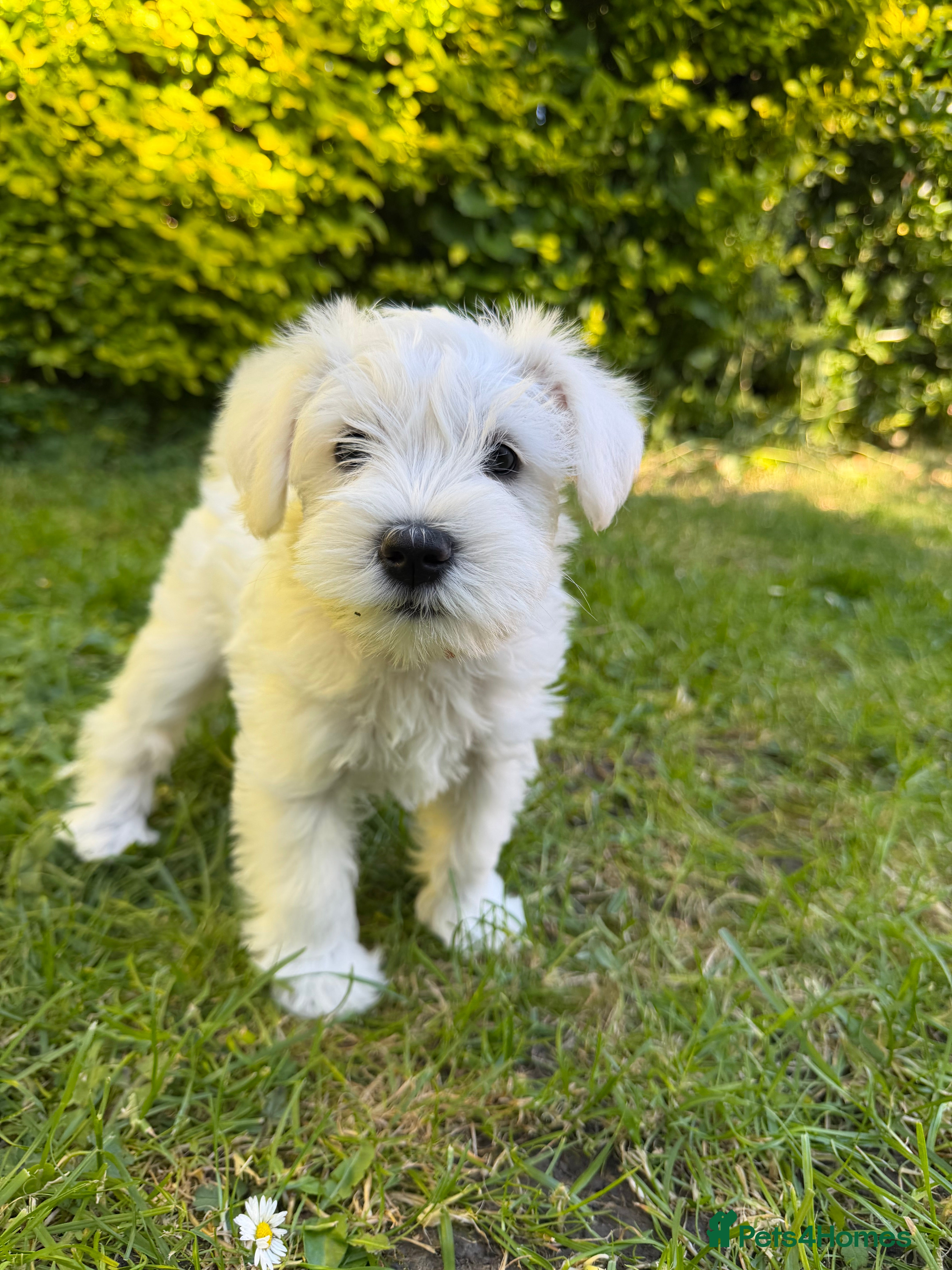 Miniature Schnauzer dogs for sale: Available: 🐾 3 Girls 🐾 2 Boys - Advert 23