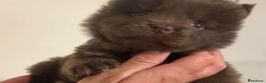 Chow Chow 1