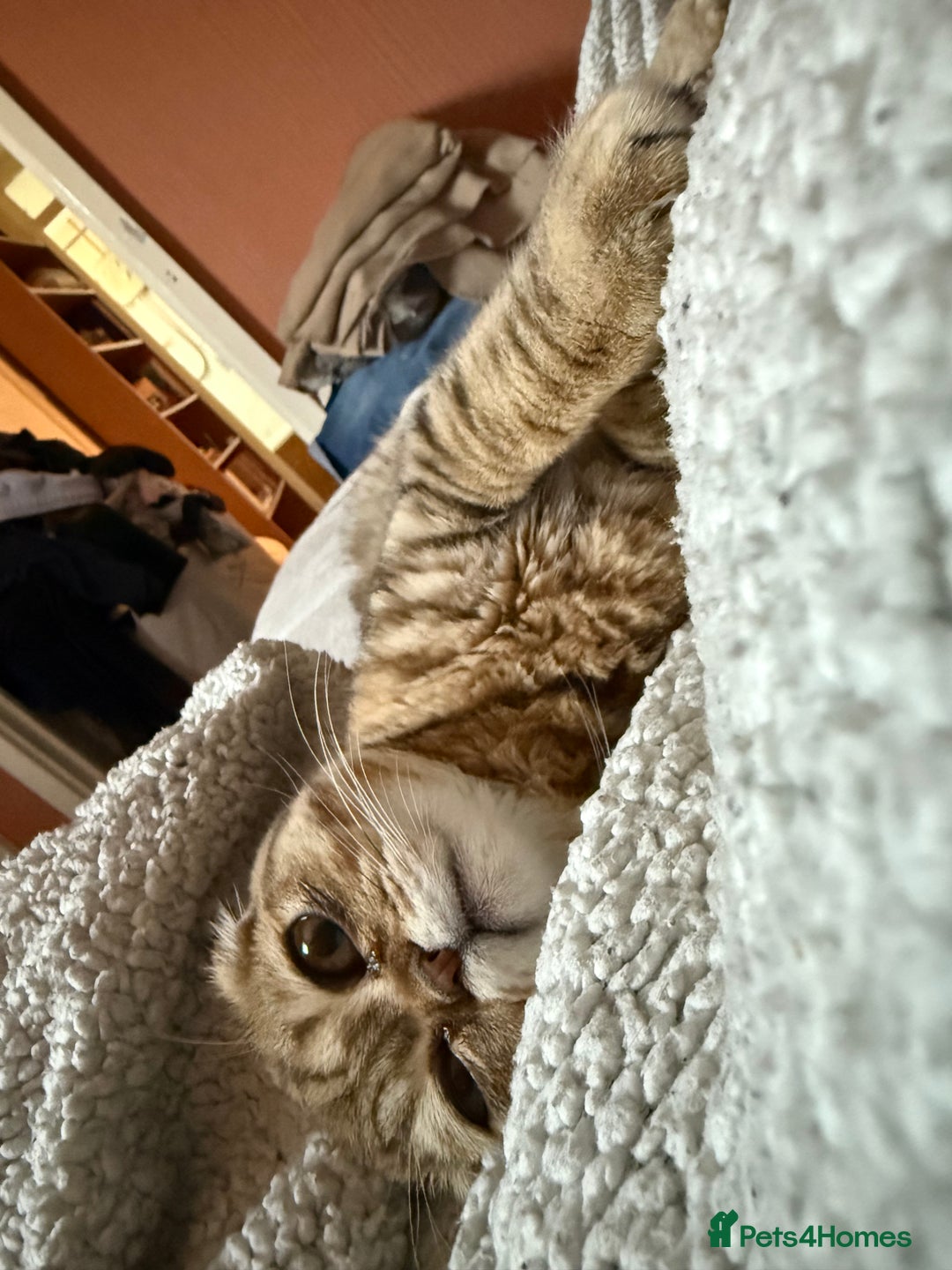 Scottish Fold cats for sale: Scottish fold boy  - Image 9