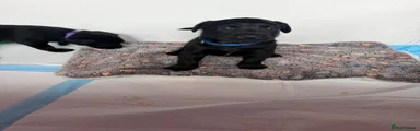Labrador Retriever 5