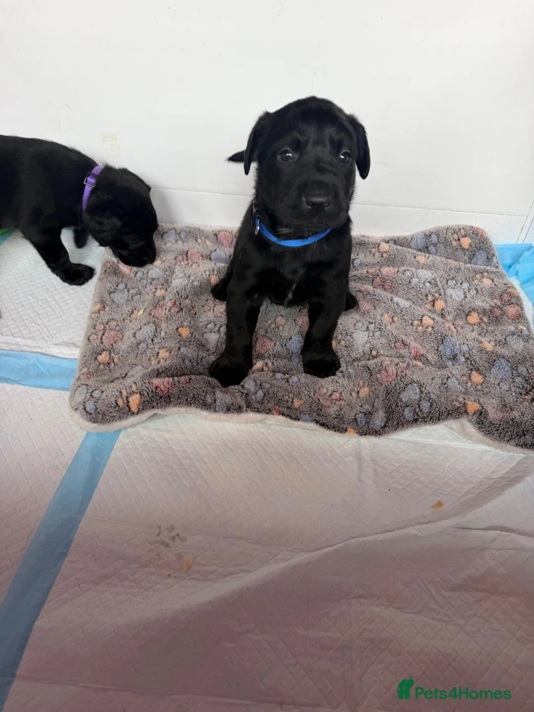 Labrador Retriever dogs for sale: Black Labradors boys and girls  - Advert 2