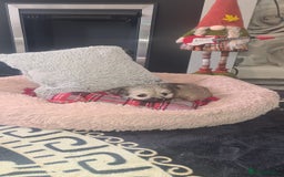 Mixed Breed dogs for sale: Stunning Designer Puppys - maltese x chihuahua  - Image 12