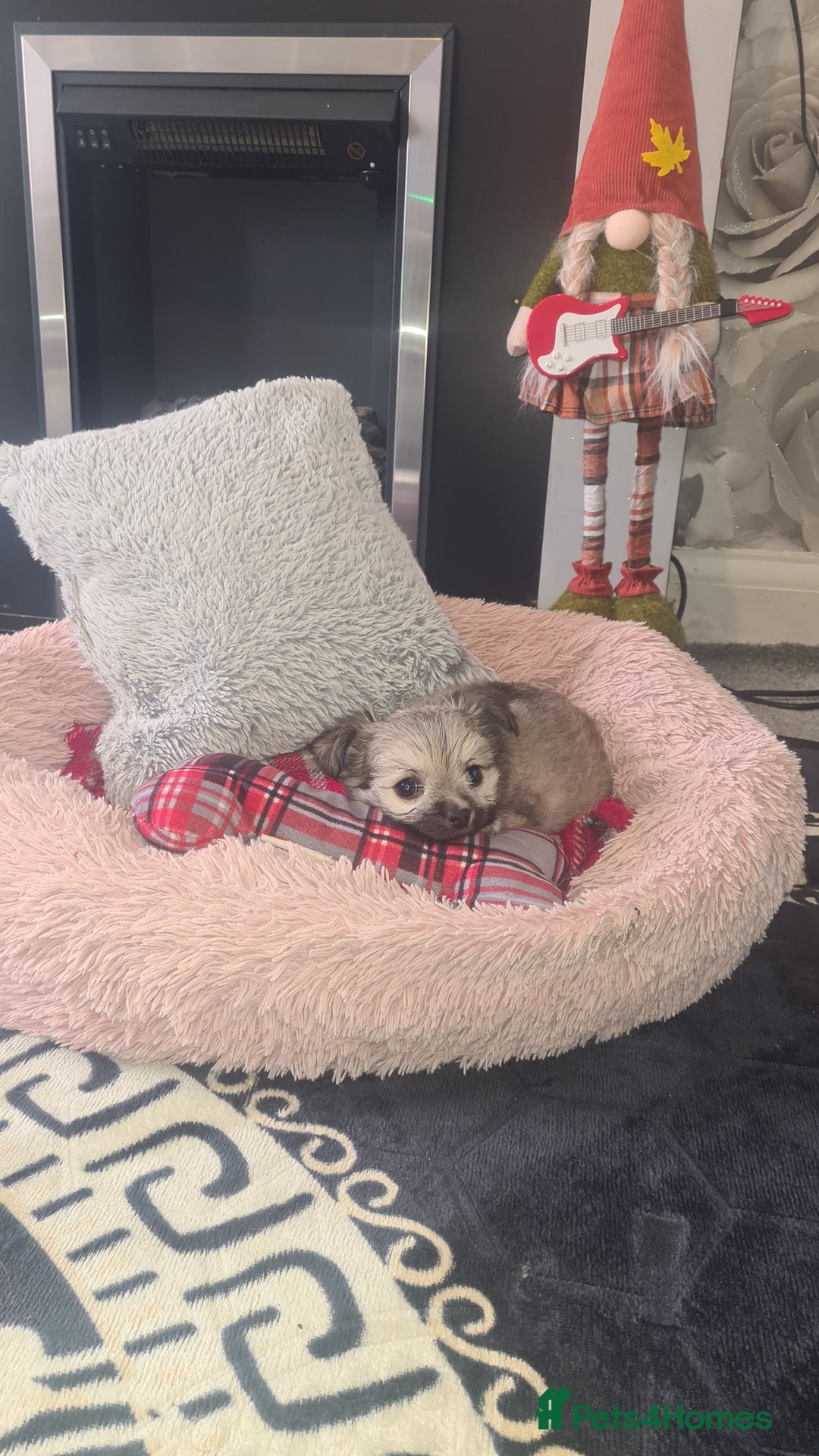 Mixed Breed dogs for sale: Stunning Designer Puppys - maltese x chihuahua  - Image 12