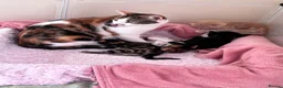 Mixed Breed cats for sale: Ginger male kitten - Advert 10