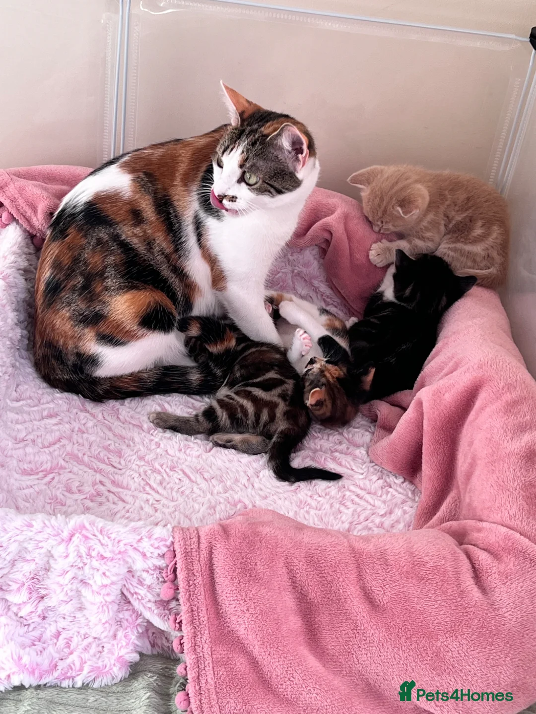 Mixed Breed cats for sale: Ginger male kitten - Advert 10