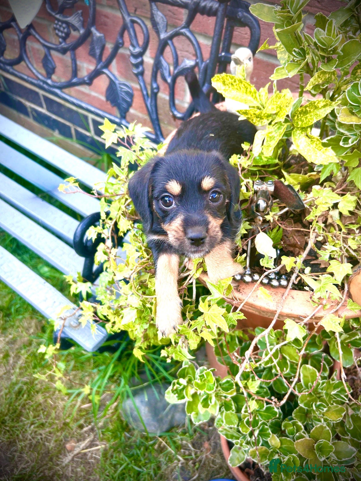 Mixed Breed dogs 1 beautiful Mauxie for sale £500  - Advert 1