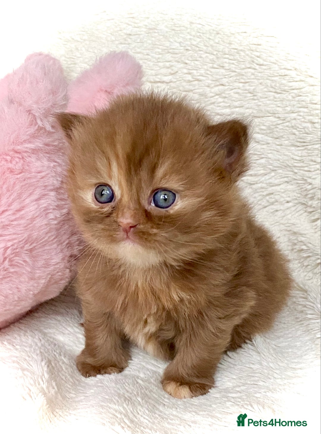 British Longhair cats for sale: Excellent show class kittens  - Image 4