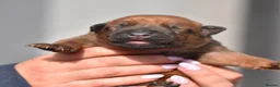 Mixed Breed dogs for sale: 🔥 PH1 BULLHERDERS BREEDING 🔥 - Advert 19