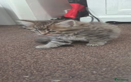 Mixed Breed cats for sale: Mixed breed kittens  - Image 4