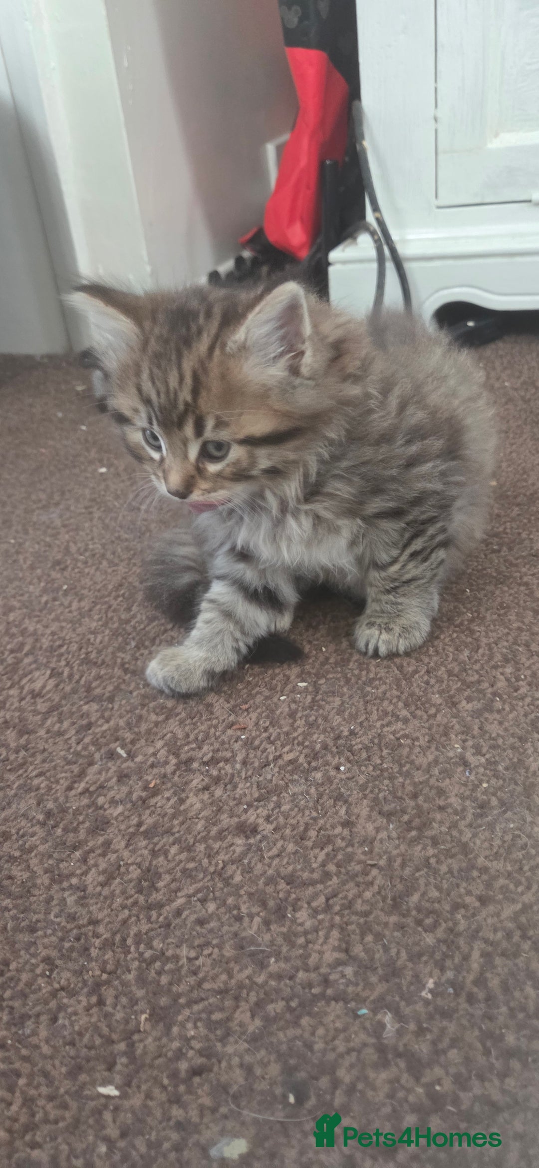 Mixed Breed cats for sale: Mixed breed kittens  - Image 4