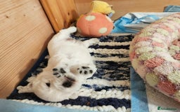 West Highland Terrier dogs for sale: Top import champion bred westies - Image 16