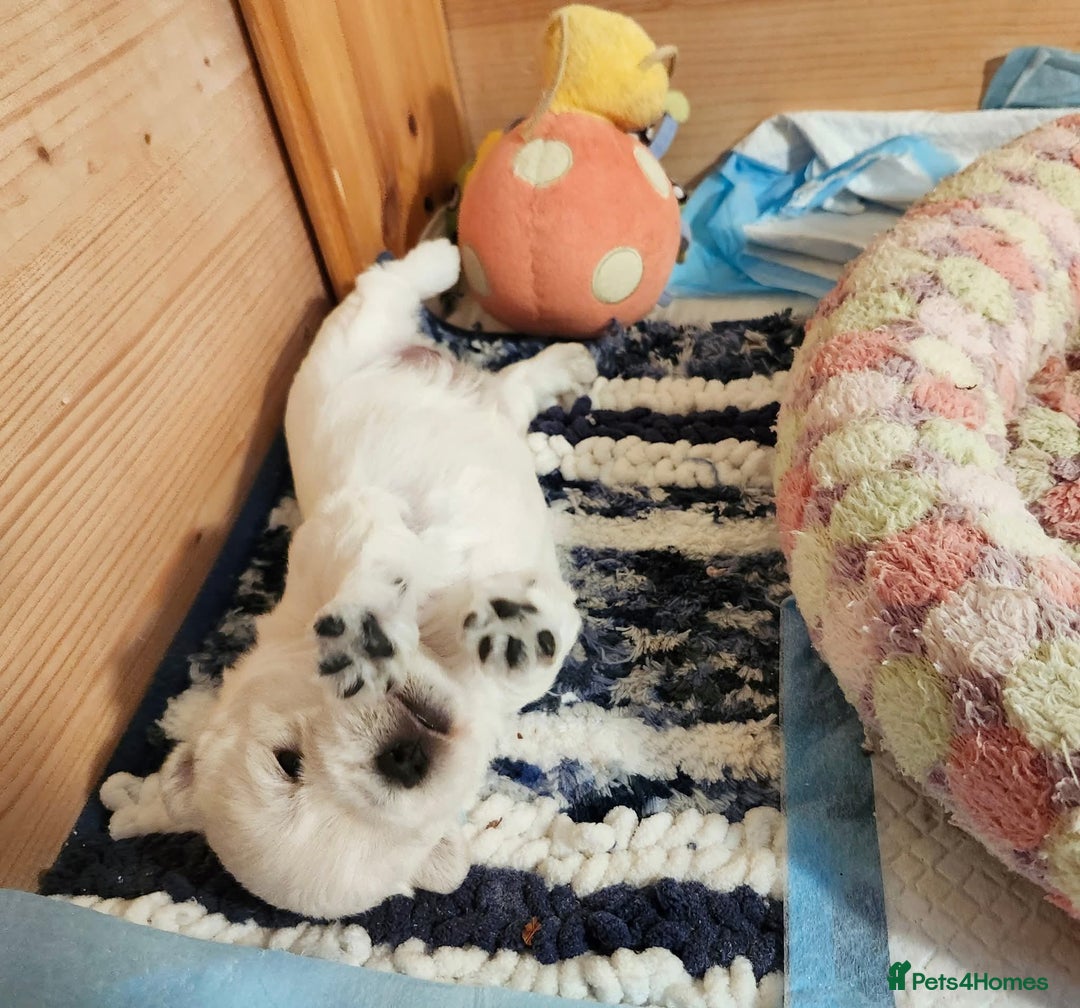 West Highland Terrier dogs for sale: Top import champion bred westies - Image 16