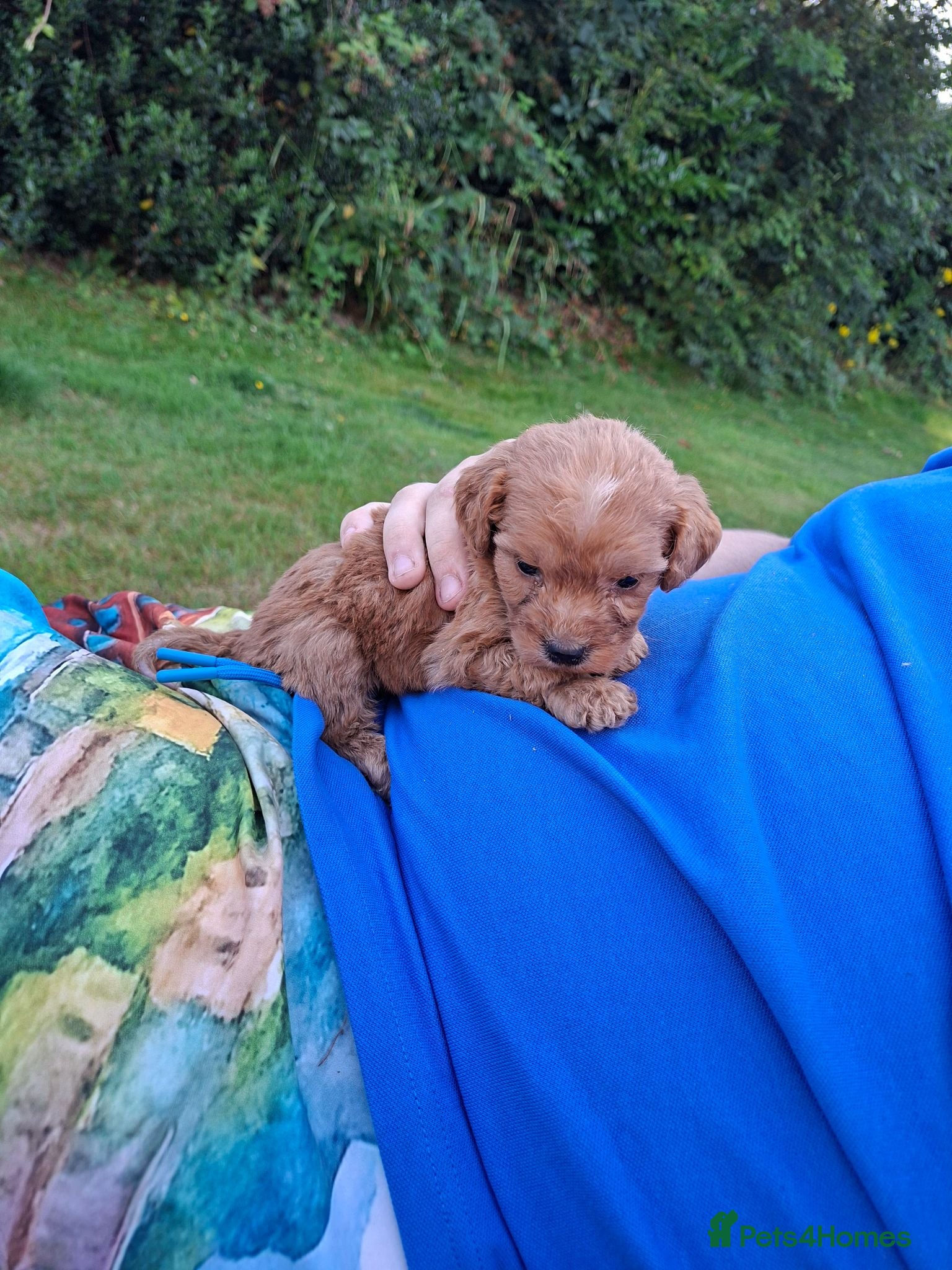 Cockapoo dogs Reduced £1,000  f1 cockerpoo pups  - Advert 1