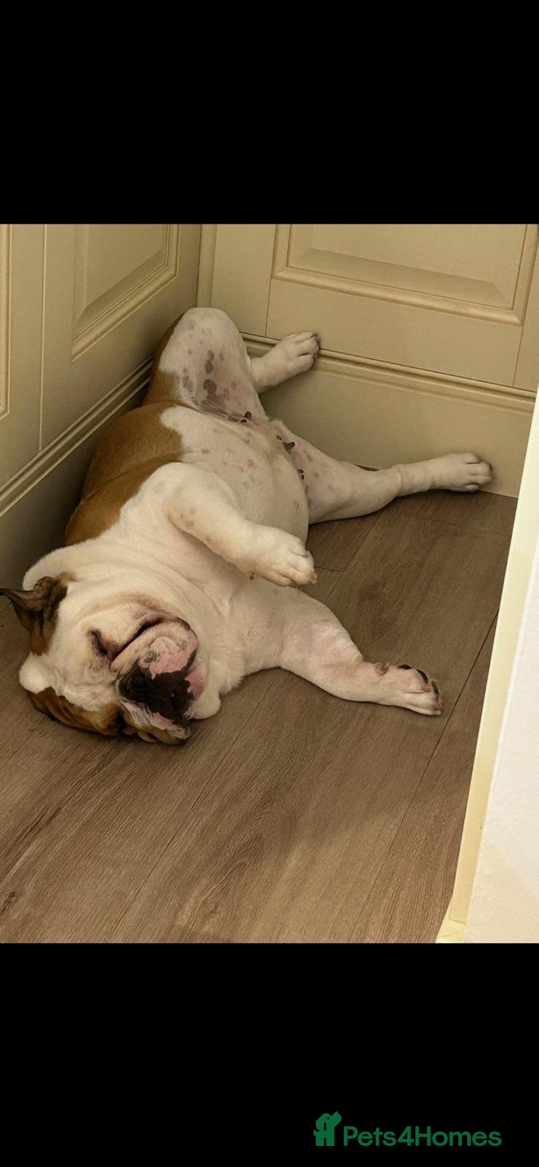 English Bulldog dogs for sale: Female English Bulldog - Advert 4