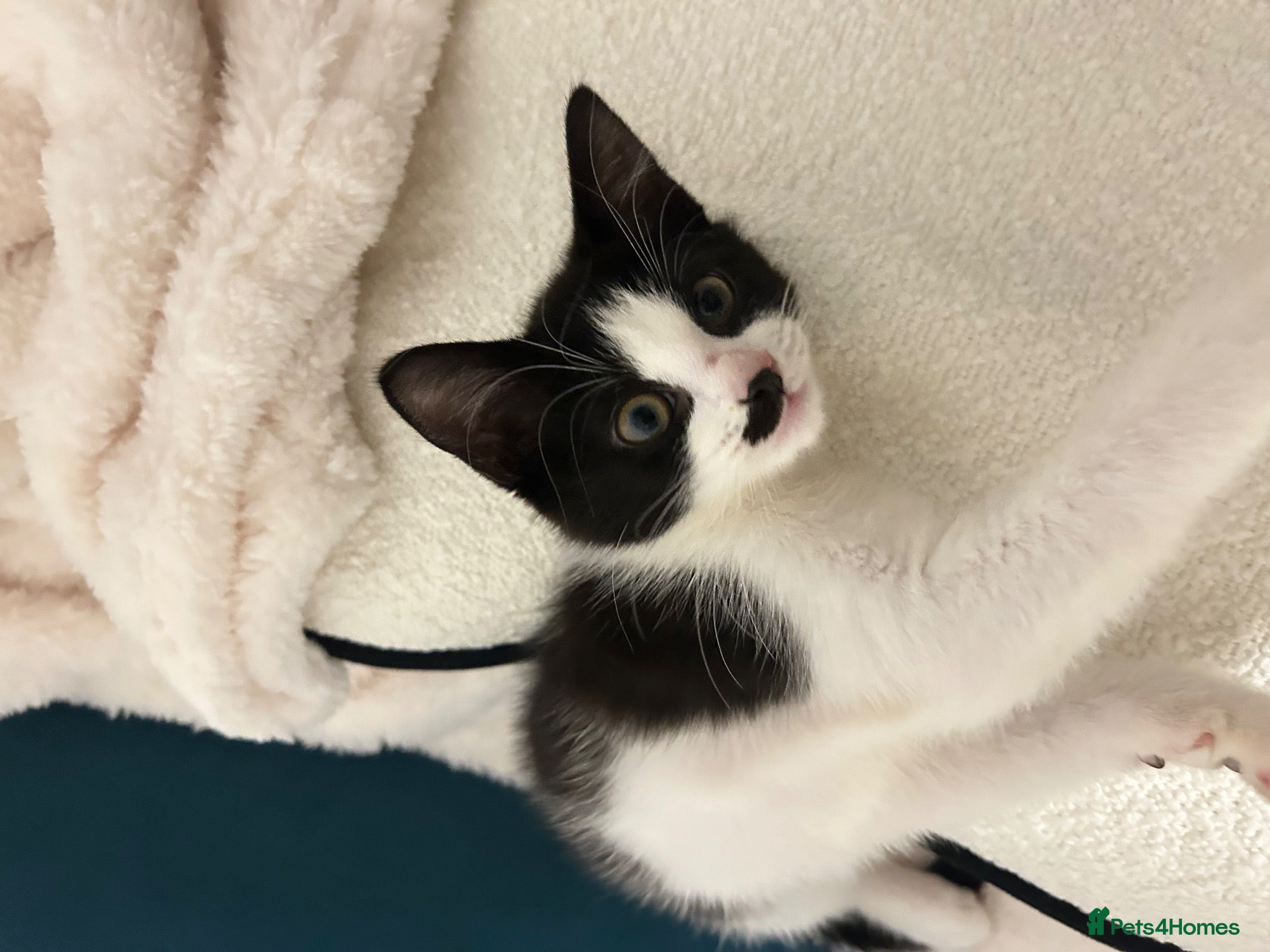 Mixed Breed cats Kitten for £60 - Advert 19