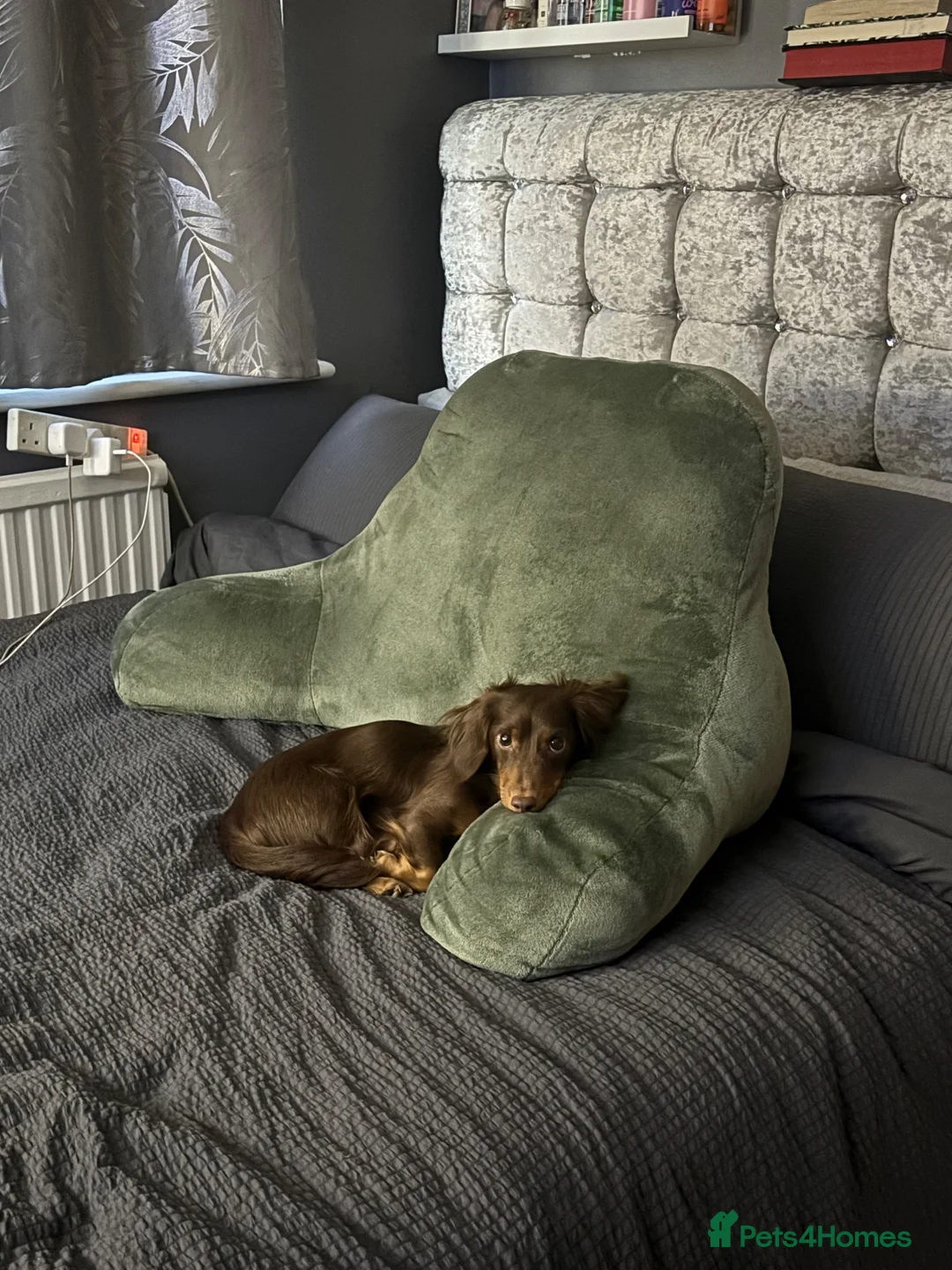 Miniature Dachshund dogs for sale: Miniature long haired dachshund pups  - Advert 1
