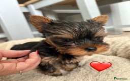Yorkshire Terrier dogs for sale: Yorkshire Terrier Puppy 1 - 1 boy KCRegistered tiny Yorkshire Terrier puppies - Image 5
