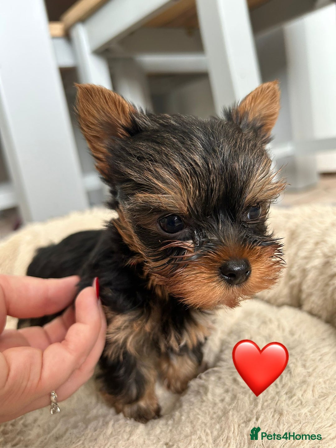 Yorkshire Terrier dogs for sale: Yorkshire Terrier Puppy 1 - 1 boy KCRegistered tiny Yorkshire Terrier puppies - Image 5