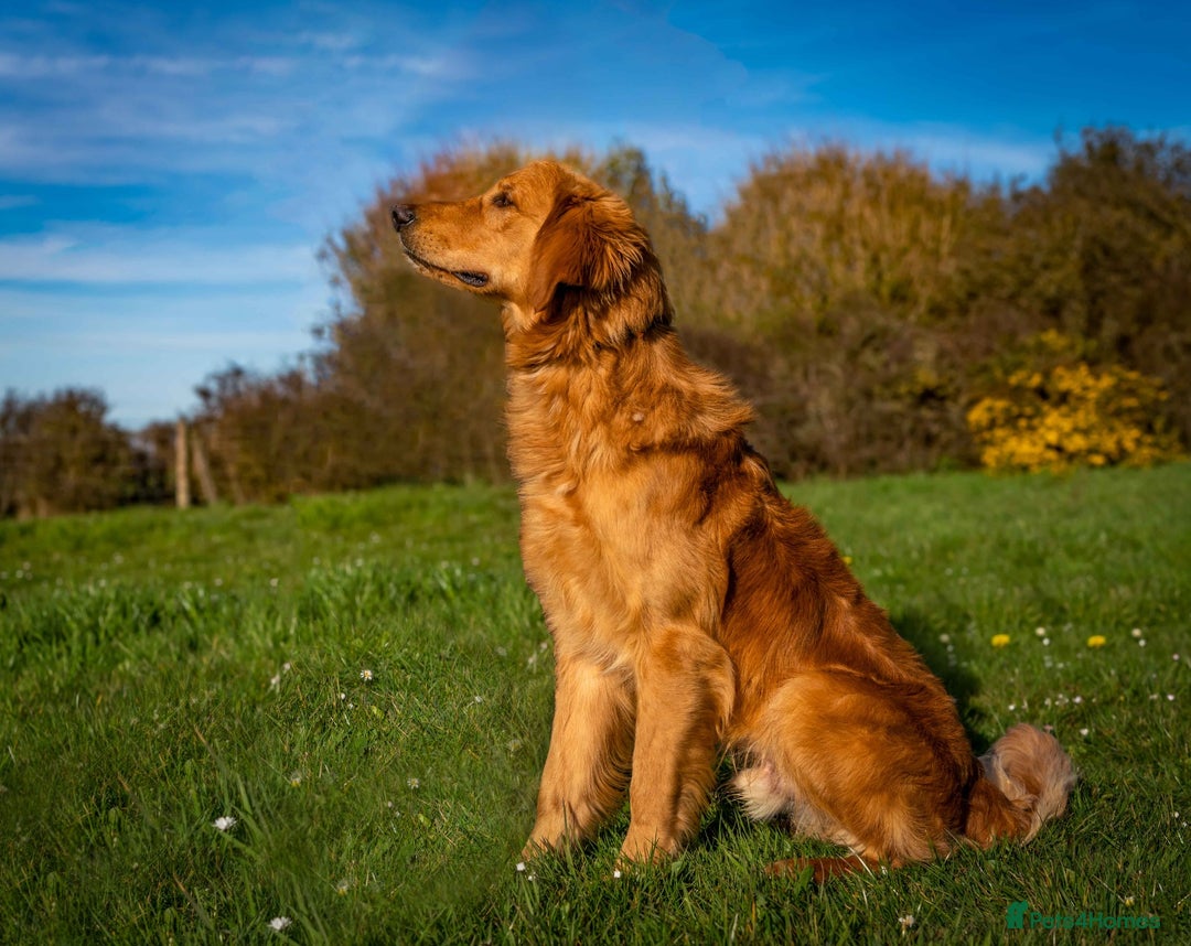 Golden Retriever dogs for sale: Remarkable Golden Retriever Puppies - Image 8