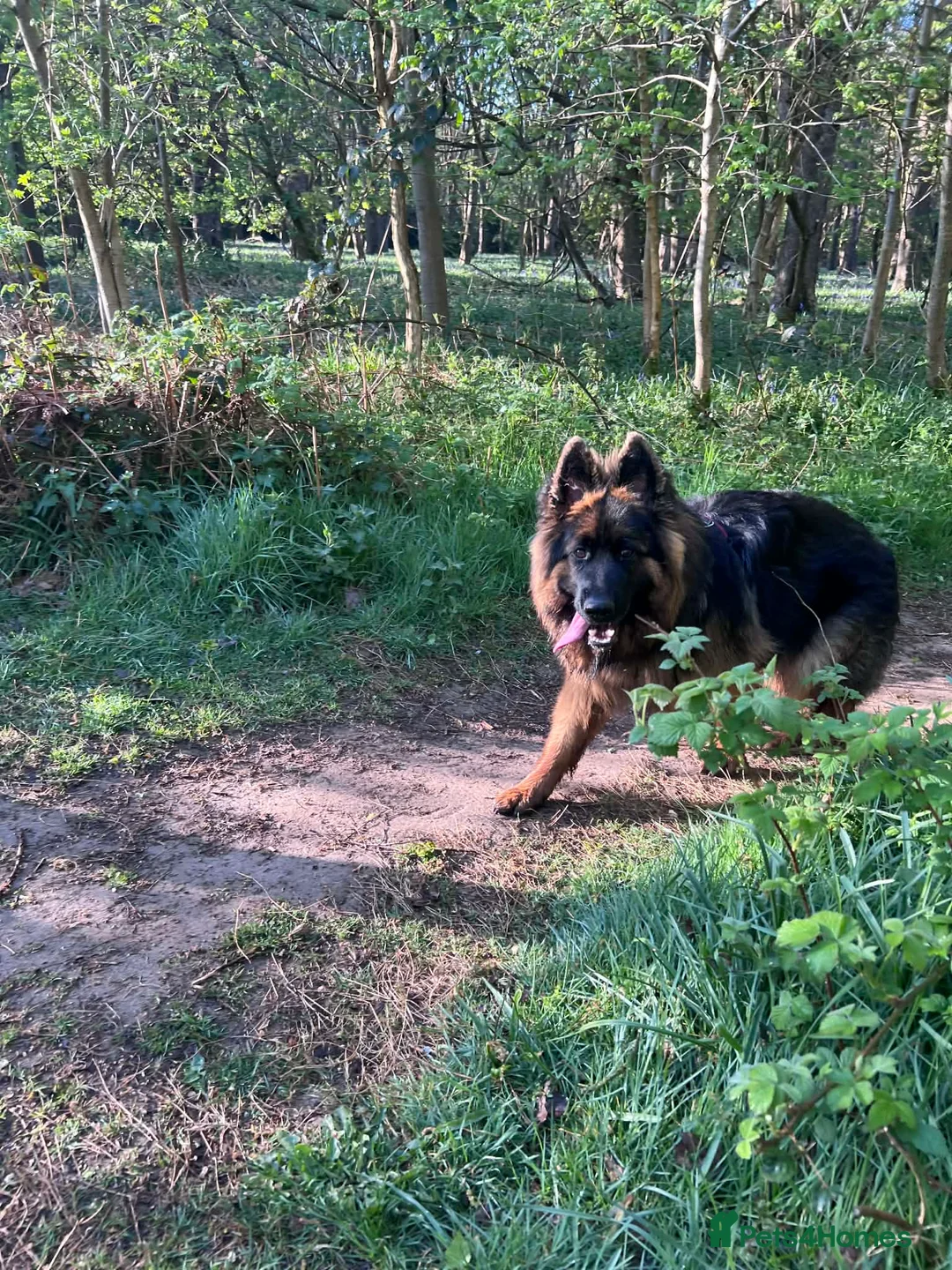 German Shepherd dogs for sale: Sasha GSD Girl in Bournemouth - Advert 5
