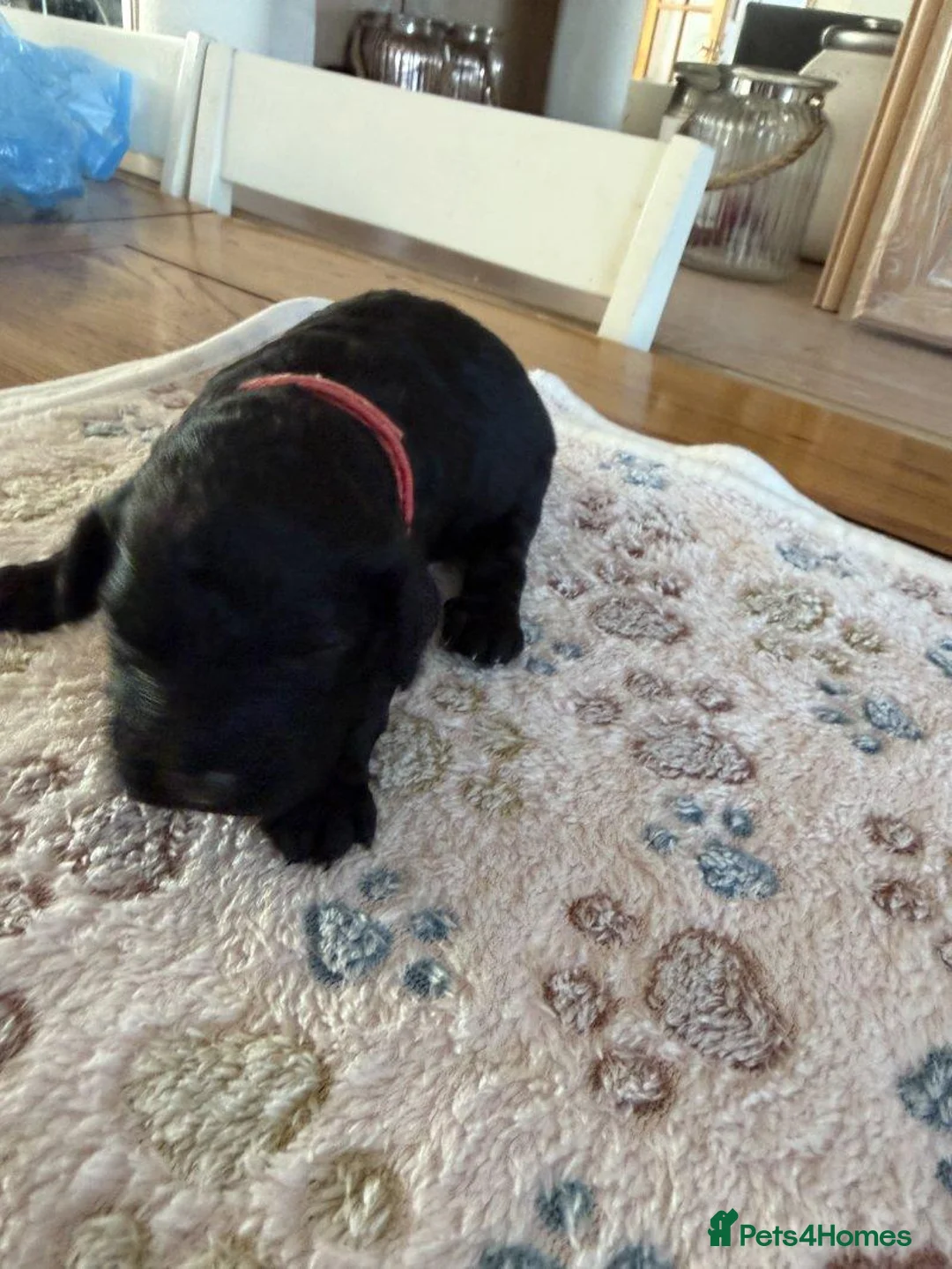 Cockapoo dogs for sale: Beautiful Cockapoo Puppies — 2 Boys, 3 Girls in Coventry - Advert 2