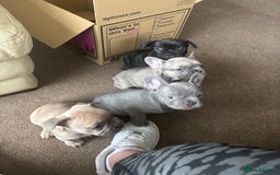 French Bulldog dogs for sale: **READY NOW**French bulldog puppies READY NOW - Image 21