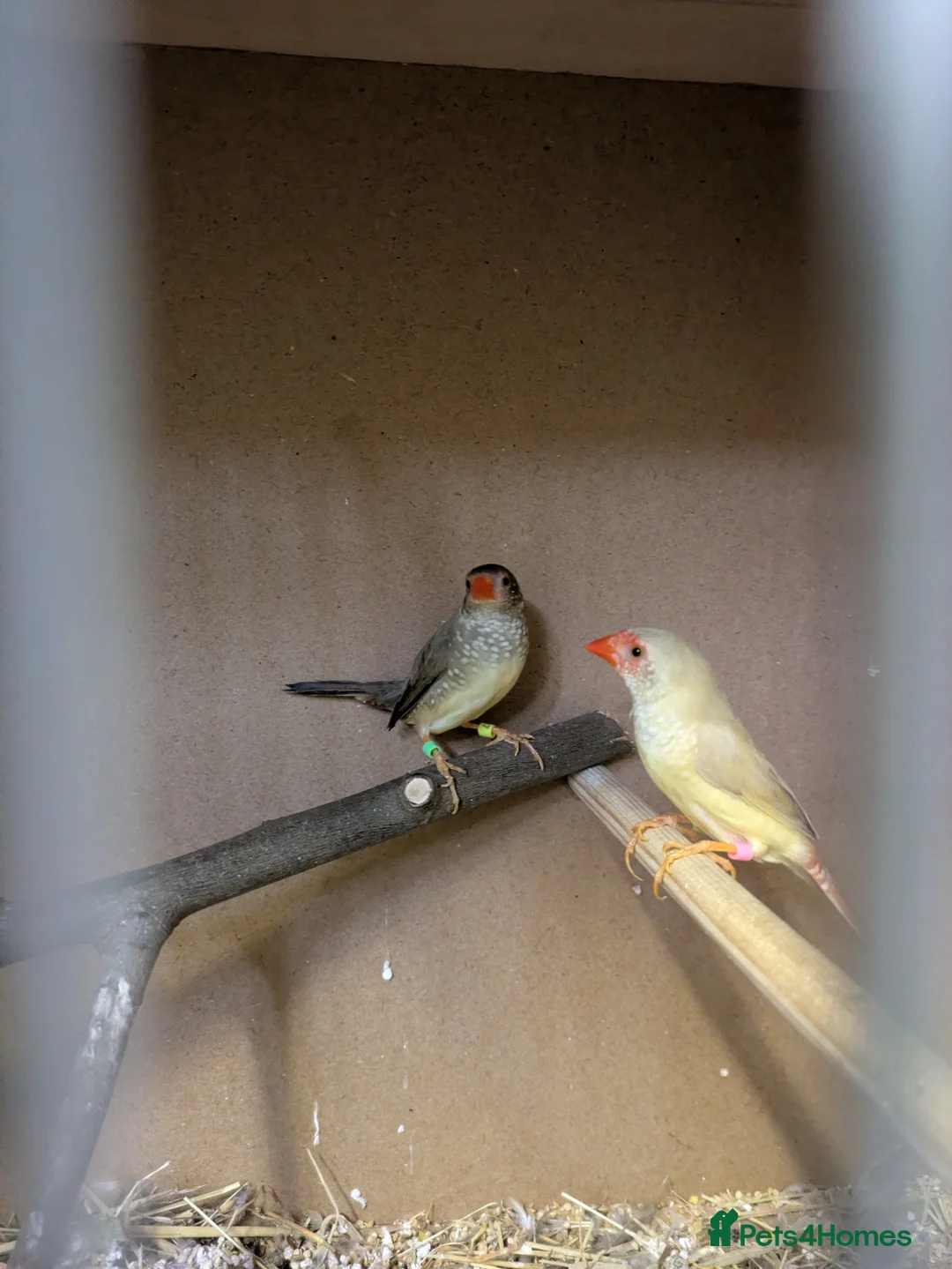 Finches birds for sale: 2 star finch and 3 diamond doves read description  - Advert 2