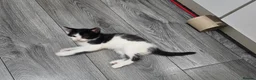 Mixed Breed cats for sale: 5 beautiful Maine Coon mix kittens  - Advert 8