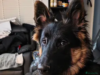 German Shepherd dogs Experienced Owner Required. in Carshalton - Advert 1