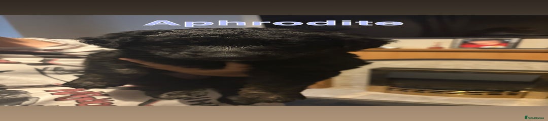 German Shepherd Puppy 6