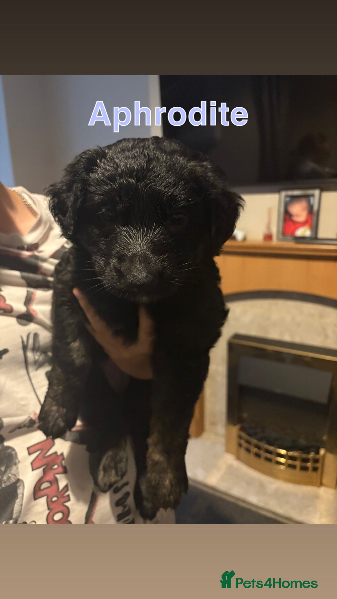 German Shepherd dogs for sale: German Shepherd Cross Dutch shepherd Puppy  - Image 12