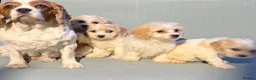 Cavapoo dogs for sale: Cutest little Cavapoo’s FULLY HEALTH checked - Advert 32