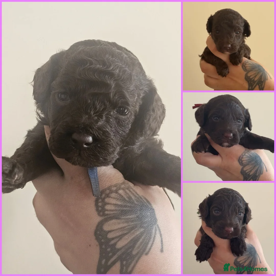 Cockapoo dogs for sale: Cockapoos(Chocolate)Small. - Advert 1