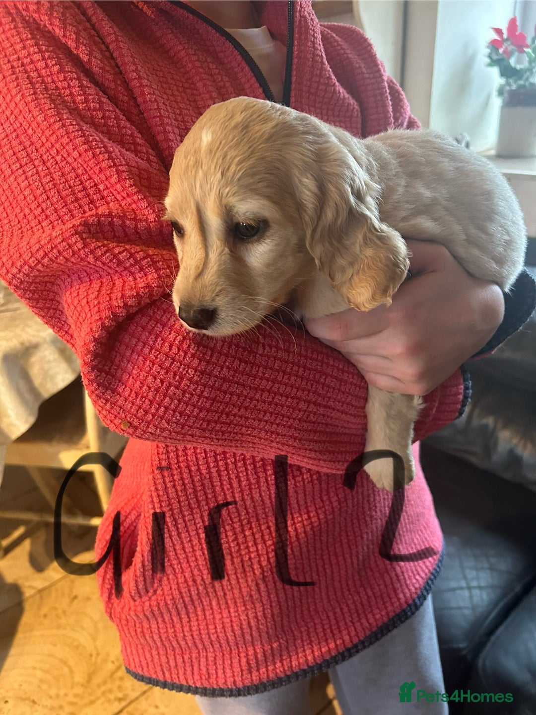 Mixed Breed dogs for sale: Cavapoo Puppies - Advert 18