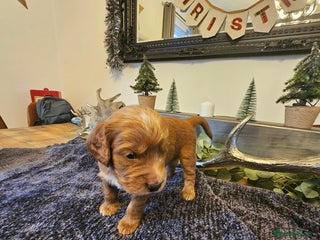 Cockapoo dogs Cockapoo puppies ready from 3rd Jan 26 - Advert 5